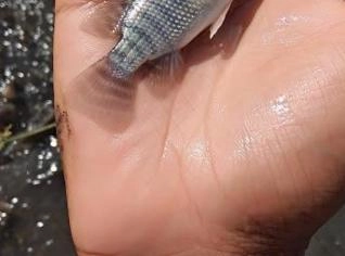 Alevinos de Peixes para Produção e Ornamental