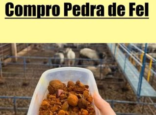 Compro Pedra de Fel de Alta Qualidade
