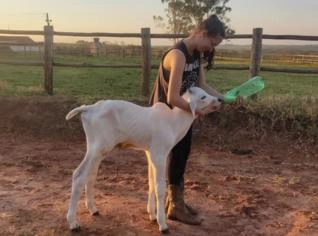 Touros Nelore P.O de Qualidade
