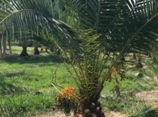 Muda de Tamareira das Canarias 10 anos Produzindo