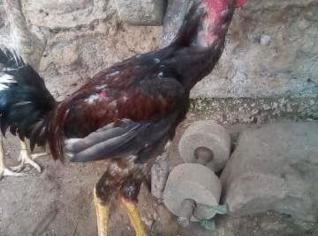 Casal de Galo e Galinha Índio Gigante em Crescimento