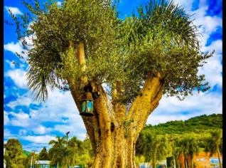 Oliveiras Centenárias Ornamentais de Alto Padrão