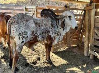 Touro Gir PO Leiteiro à Venda em Extrema/MG