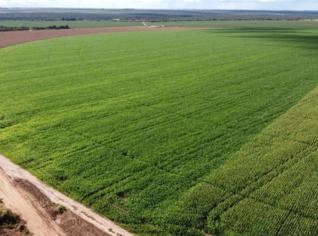 Fazenda Oeste da Bahia - 1350 Hectares em Luís Eduardo