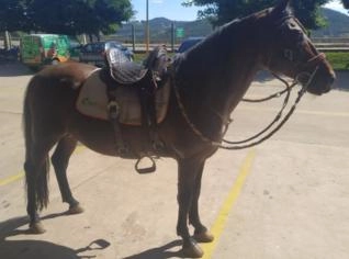 Mangalarga Marchador - Garanhão Diamante da Bicuíba
