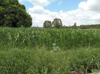 Área com 20 Lotes à Venda em Ibitira, MG