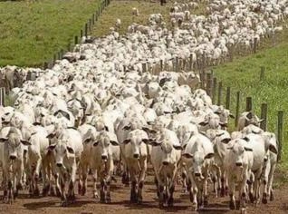 Arrendamento de Chácara ou Fazenda