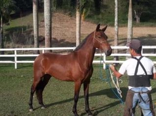 Égua Mangalarga Marchador Castanha 7 anos