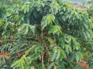 Sítio em Pedra Alegre com Café e Casa Reformada