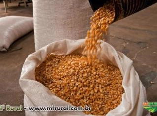 Compro Milho em Saco de 60kg - Entrega Bauru SP
