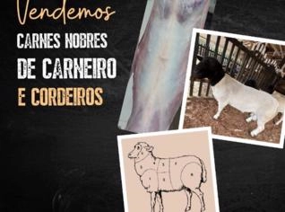 Carne de Carneiro Premium para Churrasco