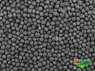 Compra de Canola em Grão - Pureza 98%