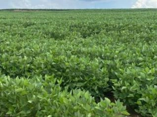 Fazenda em Paranatinga: 17 mil Hectares para Cultivo