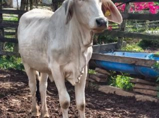 Vendo Novilhas Brahman em Santa Rita do Ibitipoca - MG
