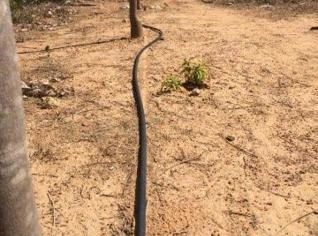 Mangueira de Gotejo para Irrigação - 300m por Rolo