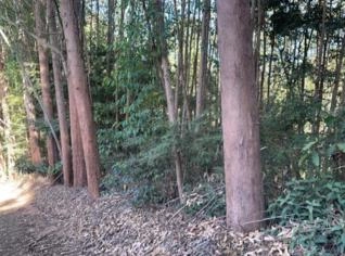 Eucalipto Grandis em Pé - 60 Hectares em MG