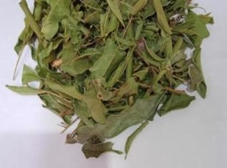 Ora Pro Nóbis Folha - Fonte Rica em Proteínas e Vitaminas