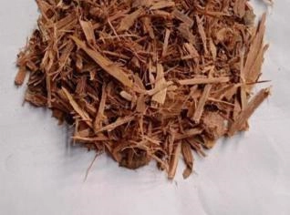 Unha de Gato Rasurada - Benefícios Medicinais Naturais