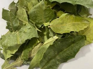 Espinheira Santa Maytenus - Erva Medicinal