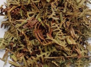 Samambaia Natural em Kilo