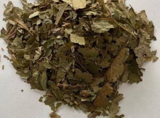 Hamamélis Folha - Planta Anti-inflamatória