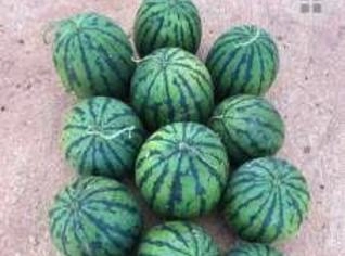 Melancia Tigrinho Orgânica 2-3,5kg - Certificada