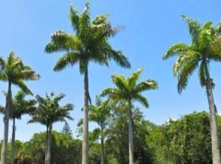 Palmeiras Imperiais Adultas de 7 a 10m – Juquitiba/SP
