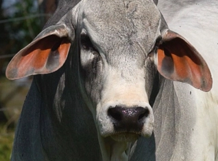 Touros Tabapuã PO com Genética de Ponta
