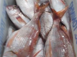 Pargo Rosa Fresco - Alta Qualidade por Kilo
