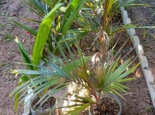 Palmeira Imperial e Real para Jardim