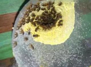 Enxame Mandaguari Amarela - Forte e Produtiva