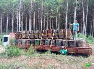 Arrendamento de Florestas para Extração de Resinas