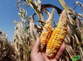 Seguro Agrícola: Proteção para sua Lavoura