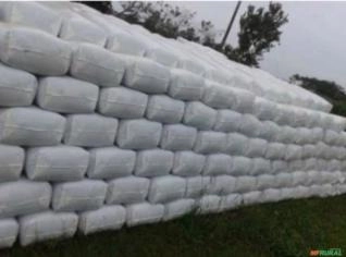 Silagem de Milho Forseed 533