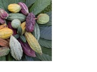 Polpa de Frutas Naturais de Cupuaçu e Cacau