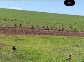 1.000 ha de Terras Agrícolas em Santa Filomena - PI