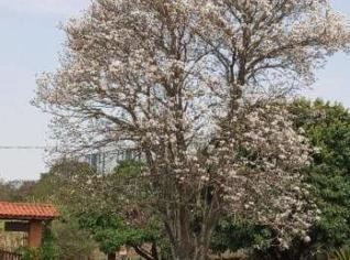 Procuro Fazenda para Permuta em Alta Floresta - MT