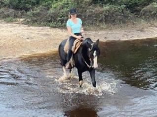 Cavalo Crioulo Bagual Confirmado Picaço Bragado
