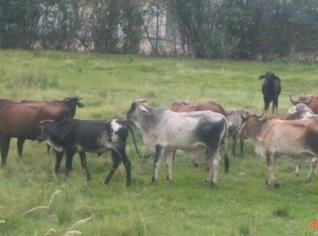 Lote de 16 novilhas mestiças e guzerá prenhas