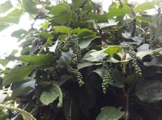 Pimenta do Reino Preta Natural a Granel