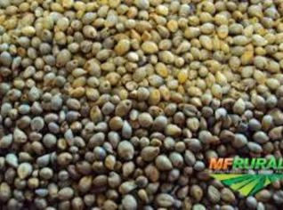 Compra de Milheto para Consumo Animal