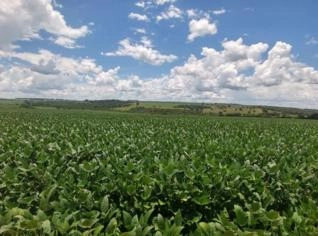 Fazenda Formada em Goiânia - Ideal para Agricultura e Pecuária