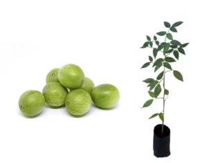 Muda de Umbu - Frutífera do Sertão Brasileiro