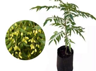 Muda de Neem Pronta para Plantio 10 a 50cm