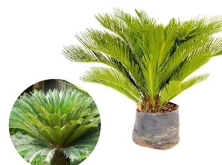 Muda de Cica 0,40 a 0,80 cm - Qualidade Premium