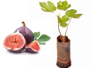 Muda de Figo 40 a 80 cm - Planta Frutífera e Ornamental