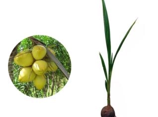Muda de Coco Verde - Palmeira Tropical