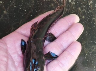 Alevinos Pintado para Aquicultura