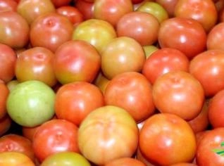 Compra de Tomate para Fábrica de Molho