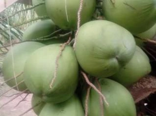 Coco Verde da Bahia - 2kg ou mais por unidade